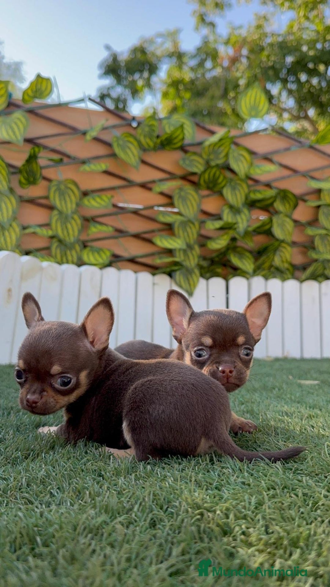 Chihuahua perros en venta: CHIHUAHUA MACHO - Imagen 19