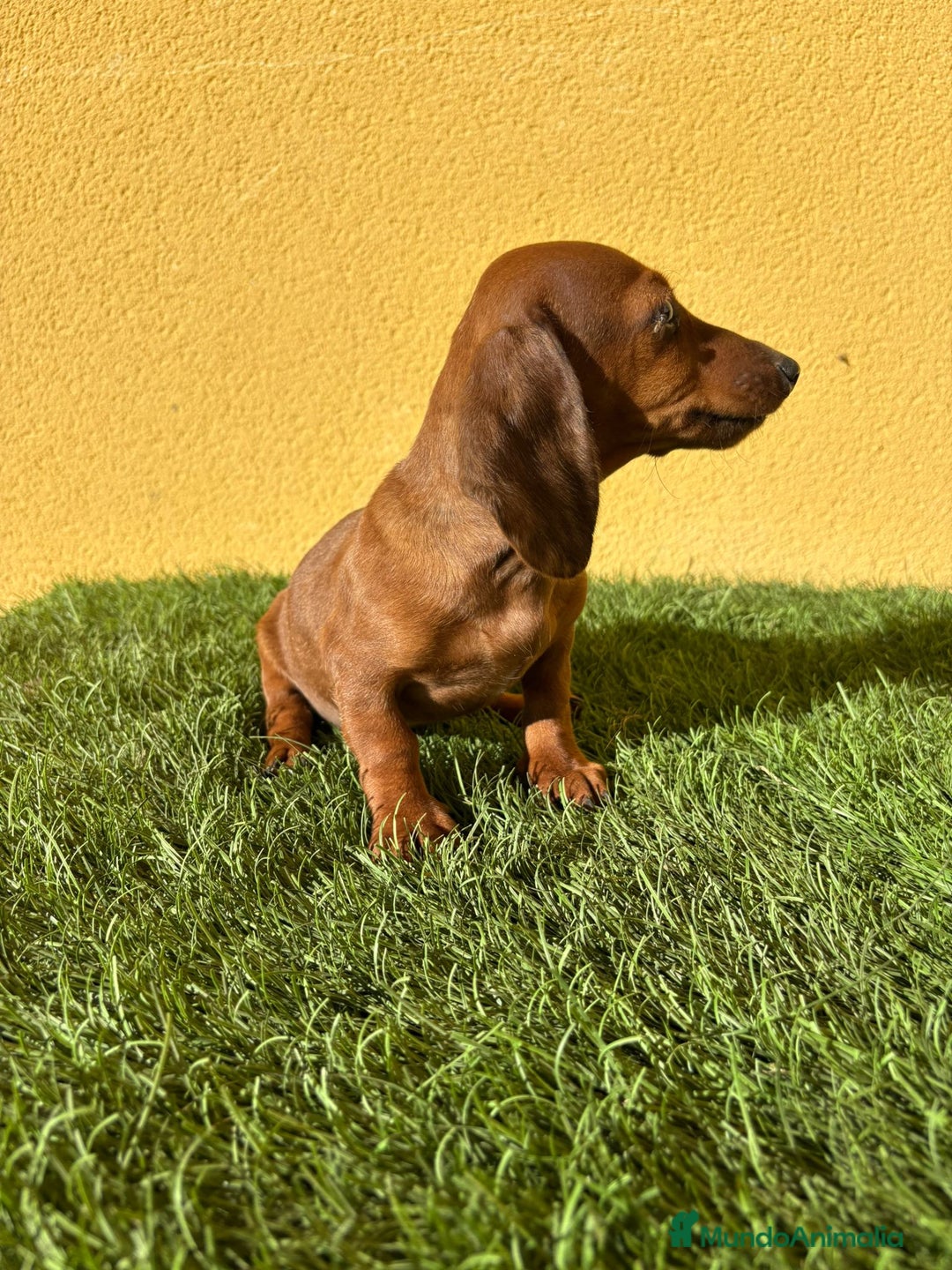 Teckel Miniatura perros en venta: Tekel miniatura merle chocolate solido - Imagen 6