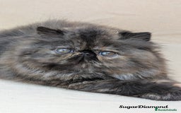 Persa gatos en venta: Persa Tortuga negra - Imagen 3