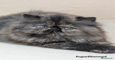 Persa gatos - Anuncio 7