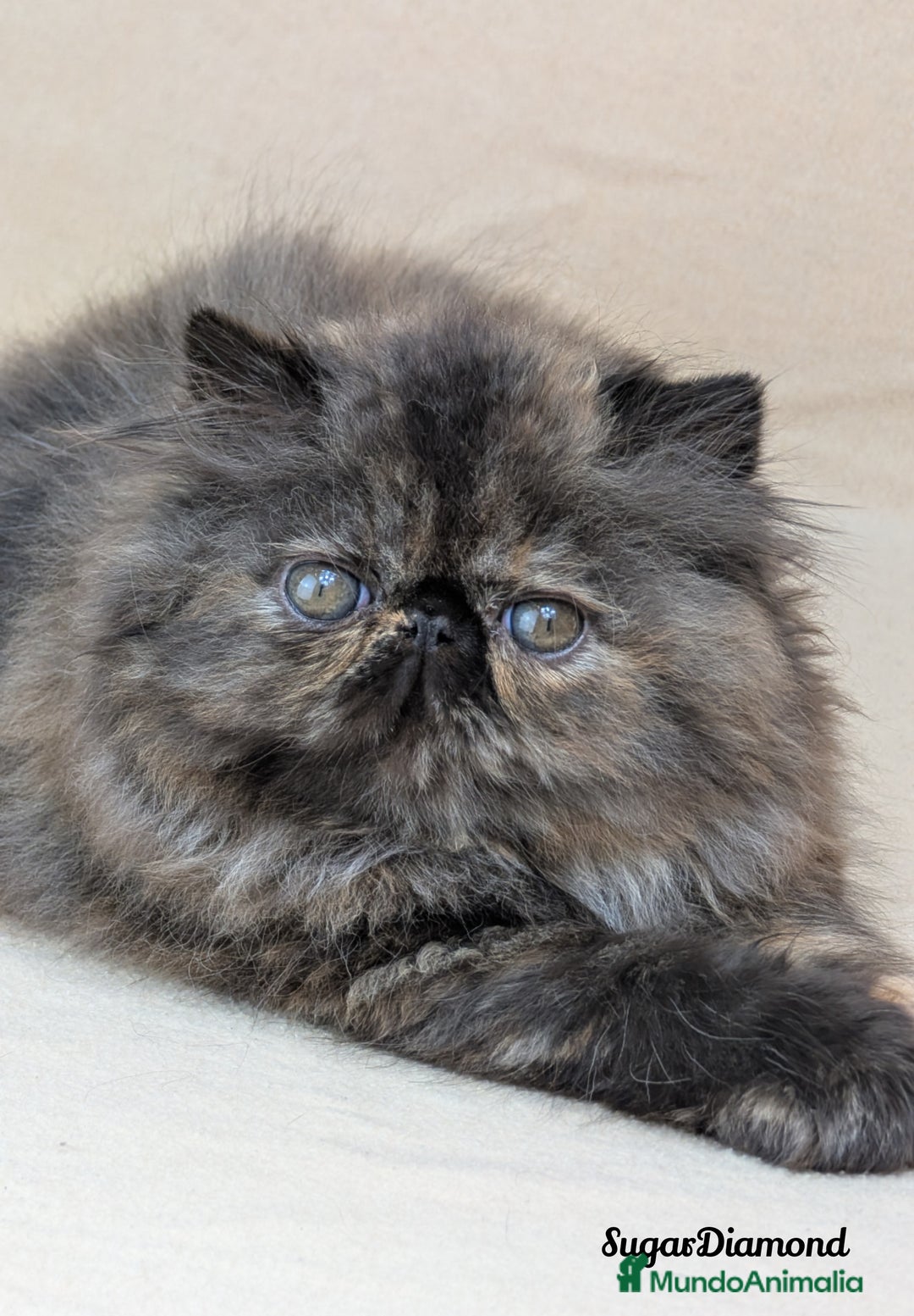 Persa gatos en venta: Persa Tortuga negra - Imagen 3