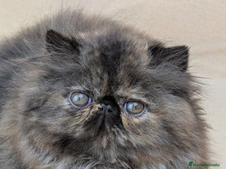 Persa gatos Persa Tortuga negra - Anuncio 5