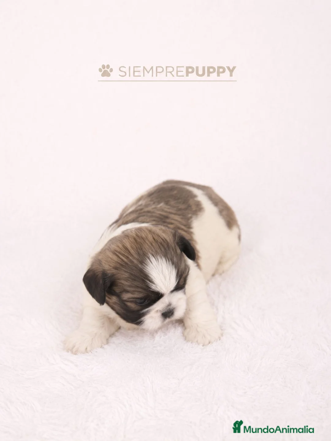 Shih Tzu perros en venta: SHIH TZU MINIATURA - Anuncio 1