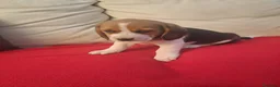 Beagle perros en venta: Beagle macho - Anuncio 4