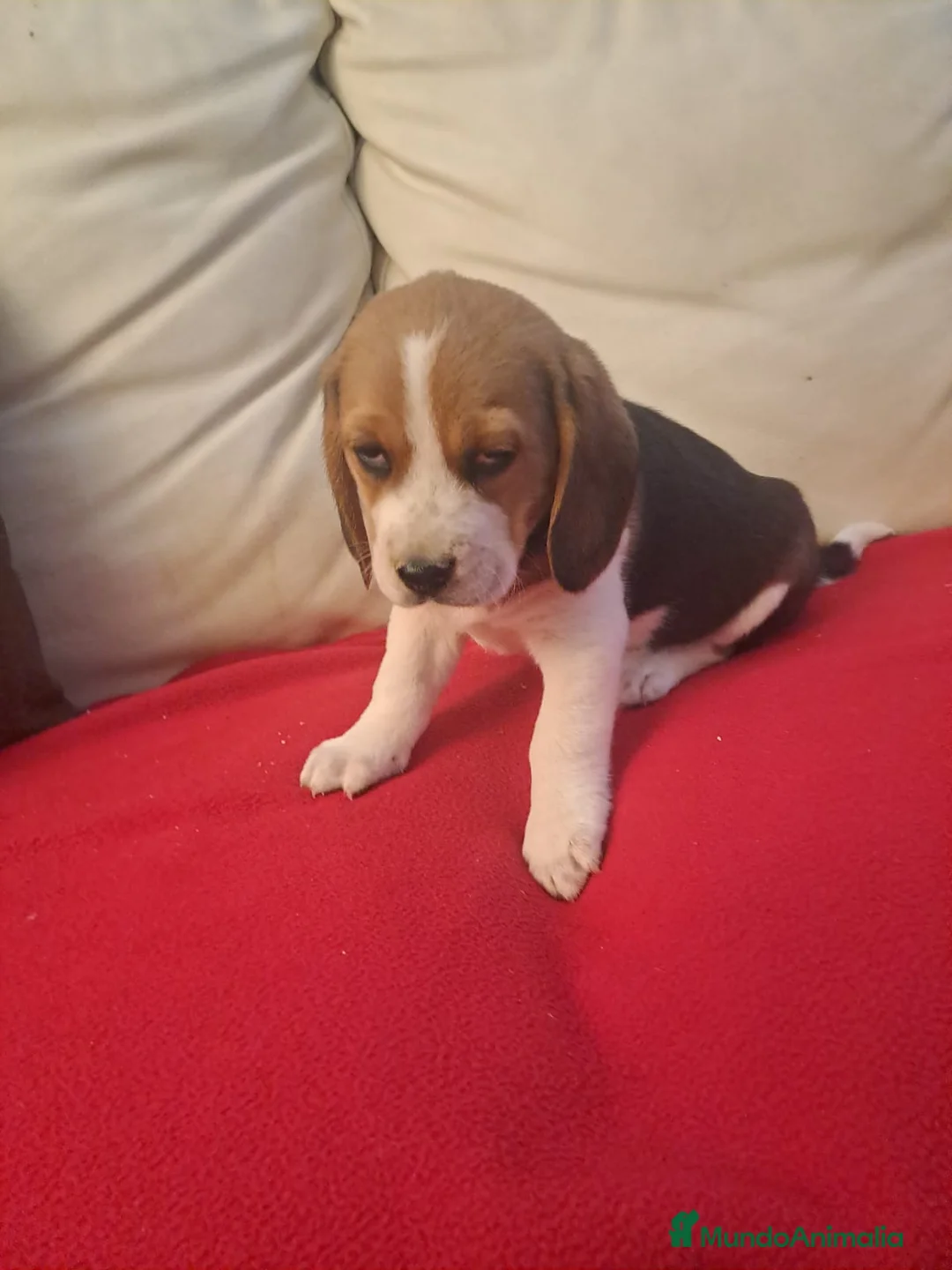 Beagle perros en venta: Beagle macho - Anuncio 4