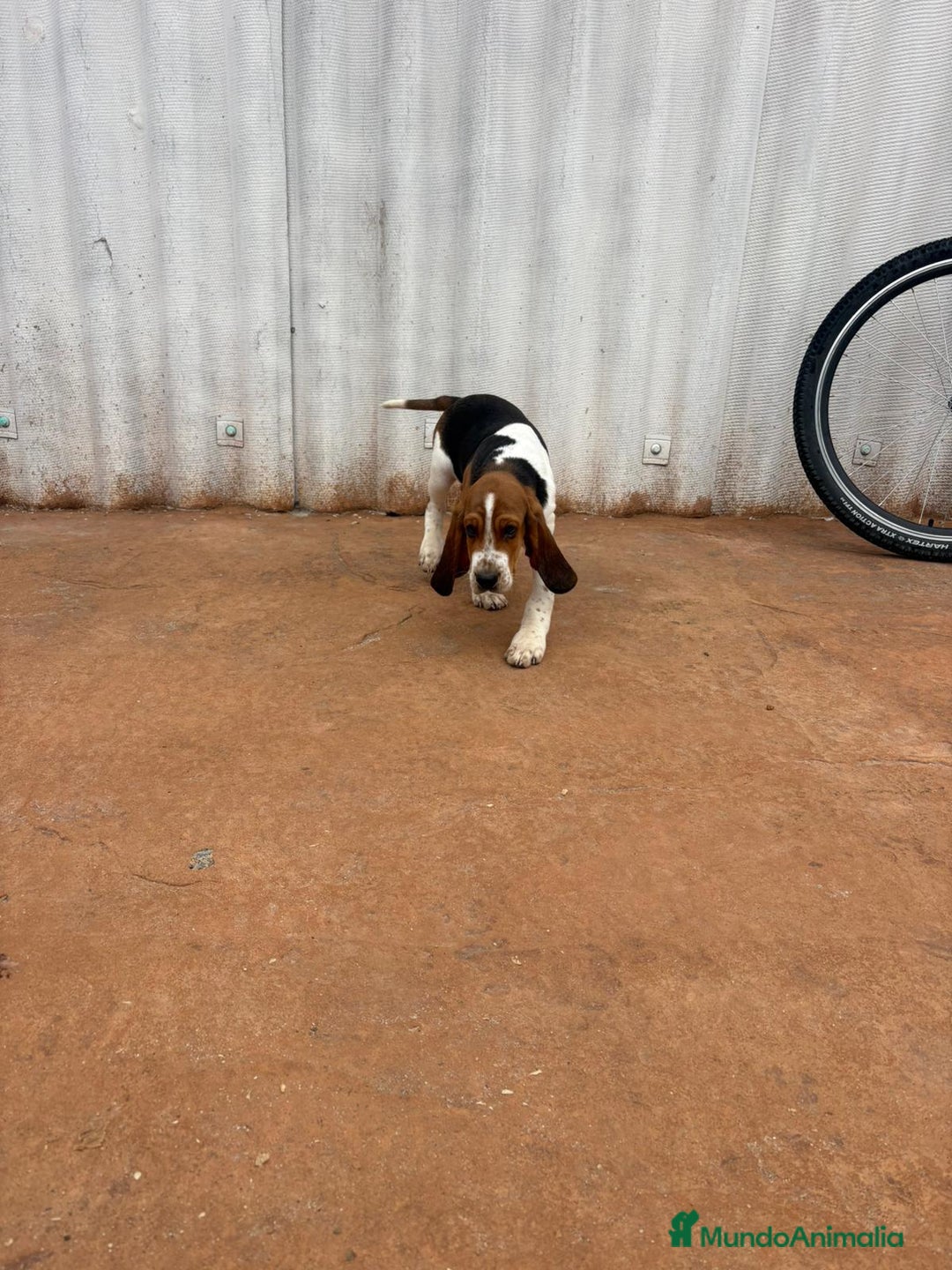 Basset Hound perros en venta: Basset hound último macho - Anuncio 5