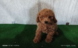 Caniche Enano perros en venta: caniche enano - Anuncio 4