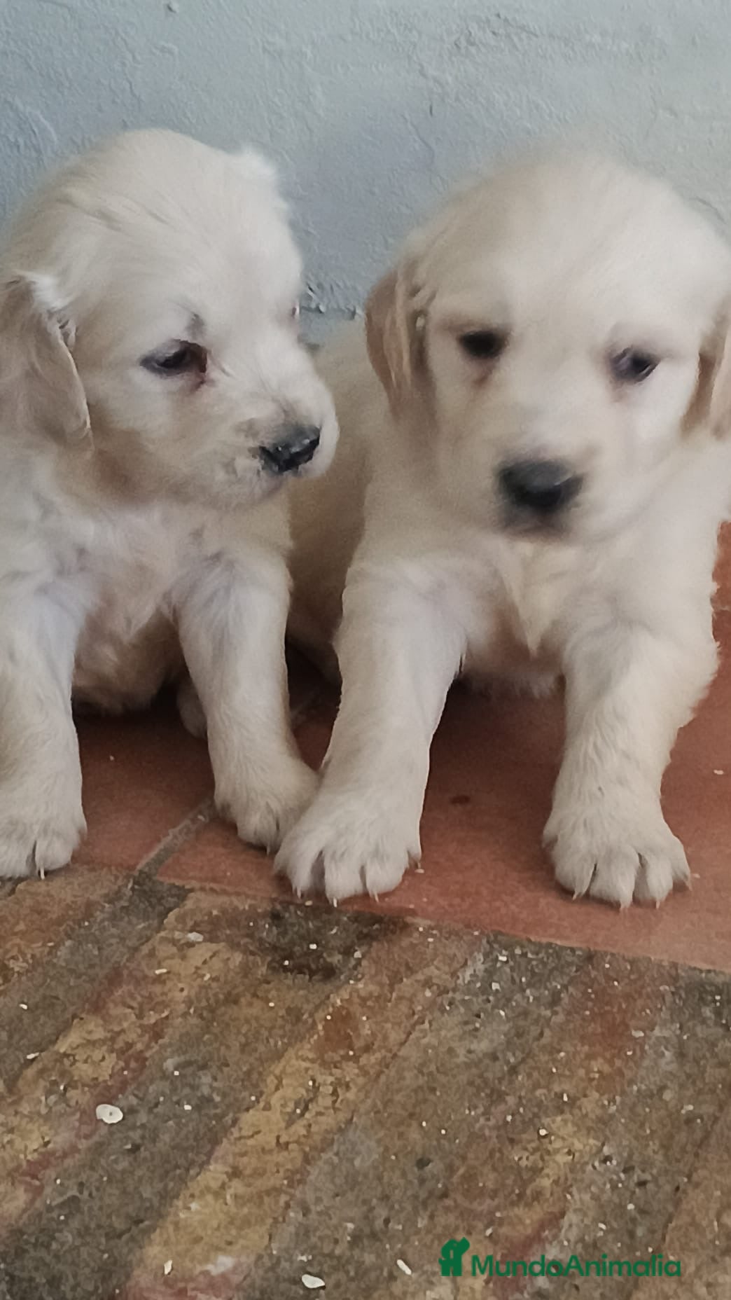 Golden Retriever perros Preciosos golden retriever listos para entregar en Málaga - Anuncio 10