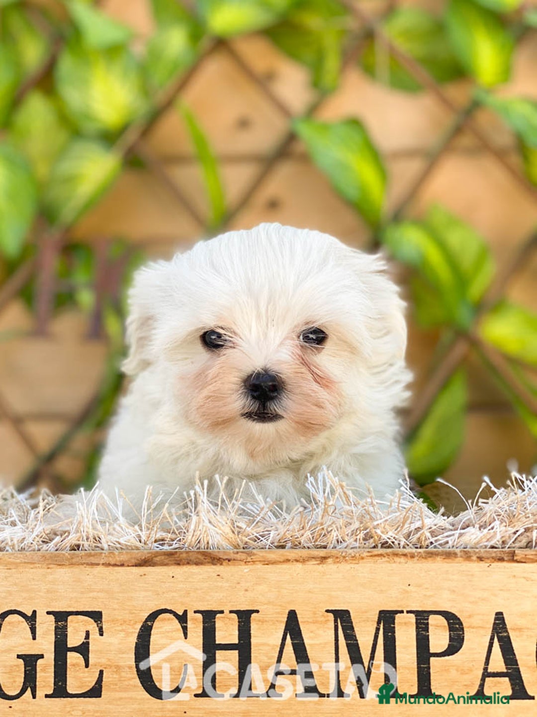 Bichón Maltés perros en venta: Camada de Gala  - Imagen 1