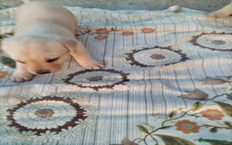 Labrador Retriever perros en venta: Labrador retriever  - Imagen 8