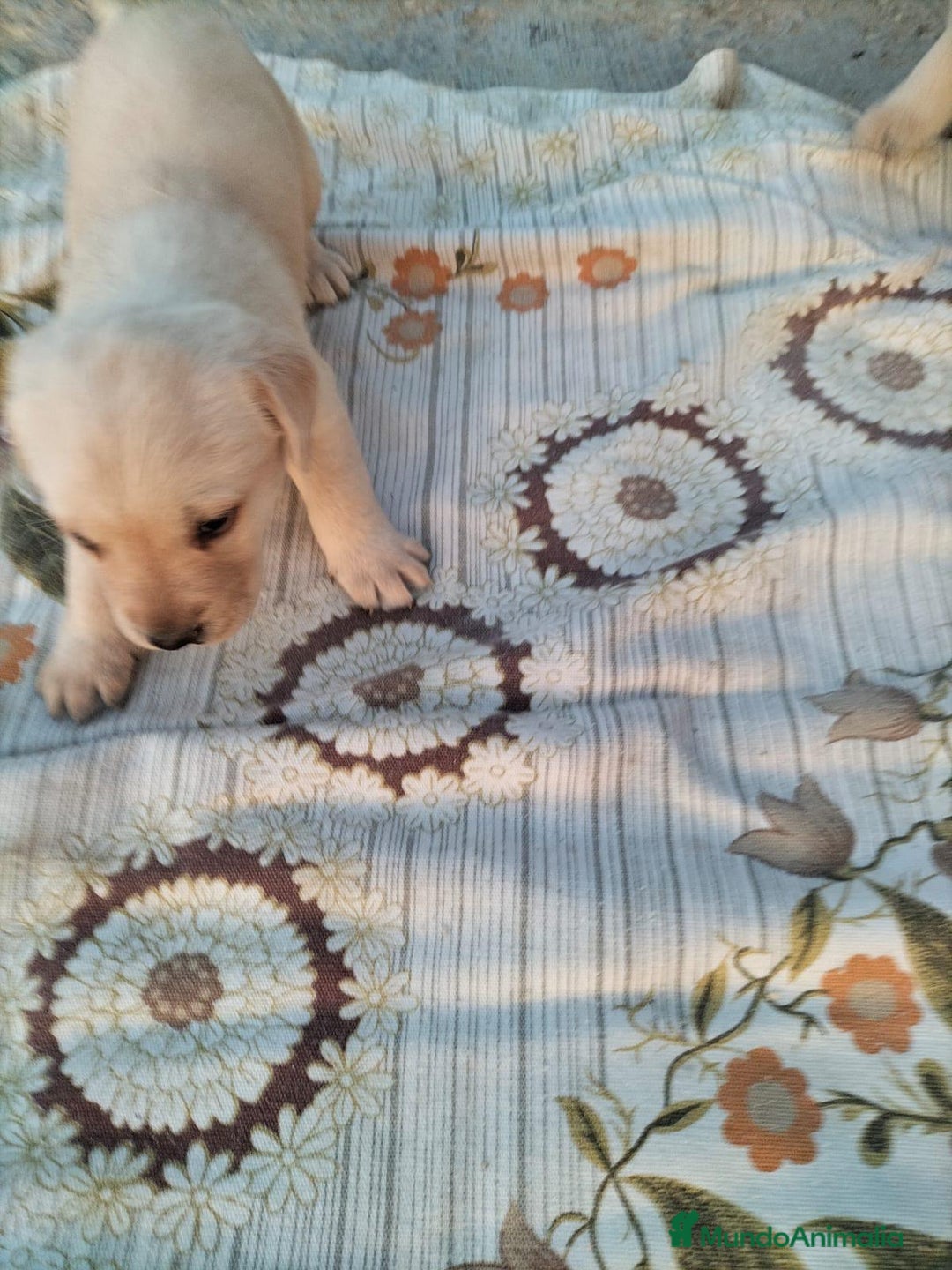 Labrador Retriever perros en venta: Labrador retriever  - Imagen 8