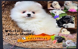 Pomerania perros en venta: Pomerania listos para entregar  - Imagen 1