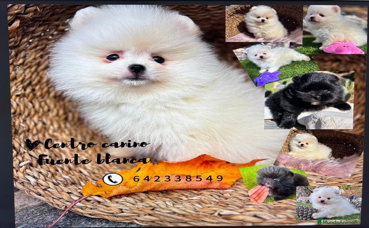 Pomerania perros - Anuncio 4