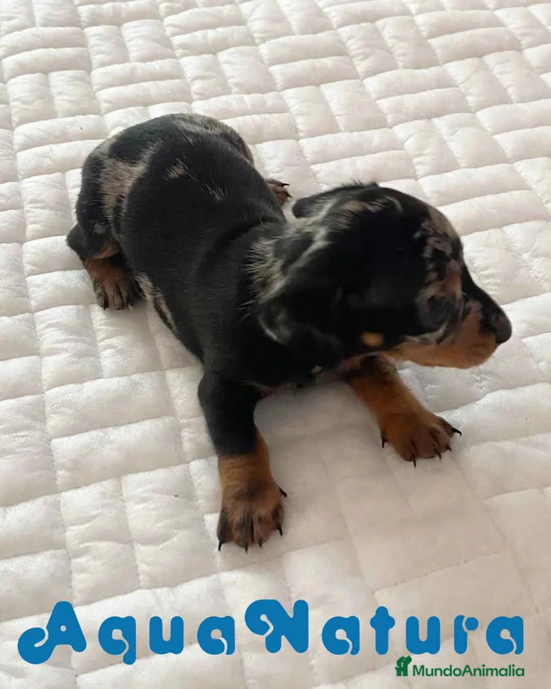 Teckel perros en venta: Teckel Hembra de Tria y Tilo - AQUANAURA en Barcelona - Anuncio 9