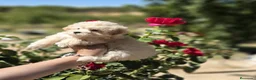 Maltipoo perros en venta: Maltipoo excelentes y diminutos cachorritos!!! - Anuncio 6