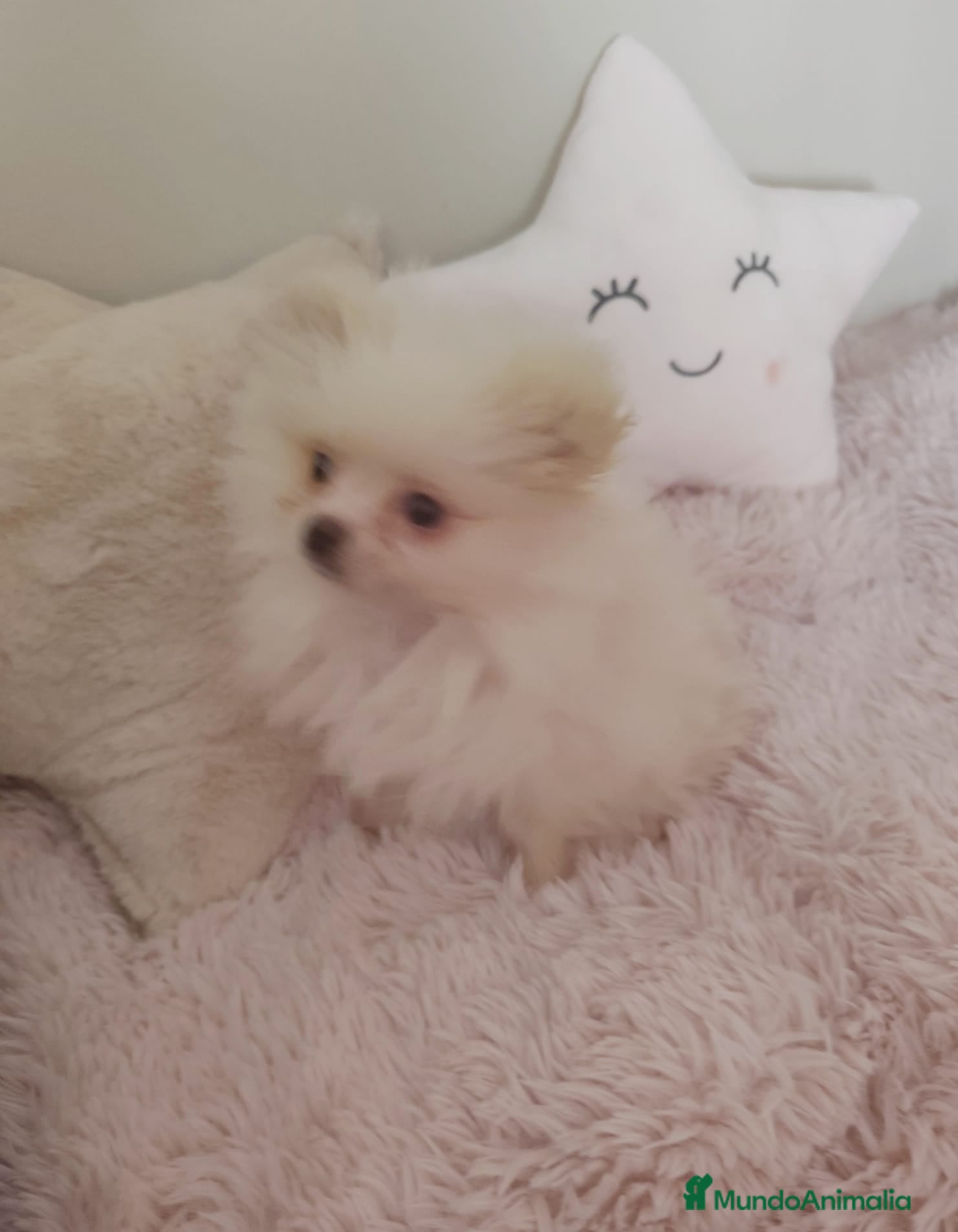Pomerania perros en venta: Pomerania toy toy - Anuncio 2
