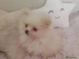 Pomerania perros Pomerania toy toy - Anuncio 15