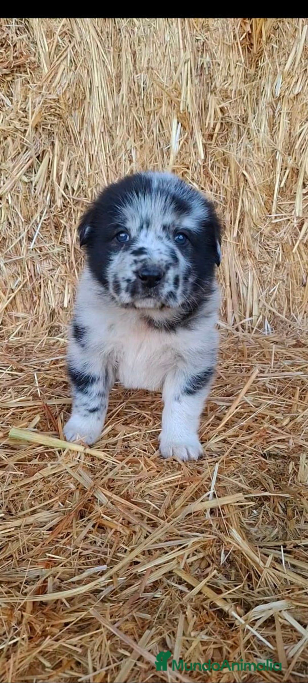 Mastín Español perros Hembra de mastín  - Anuncio 2