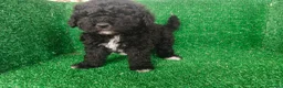 Perro de Agua Español perros en venta: Perros de agua - Anuncio 3