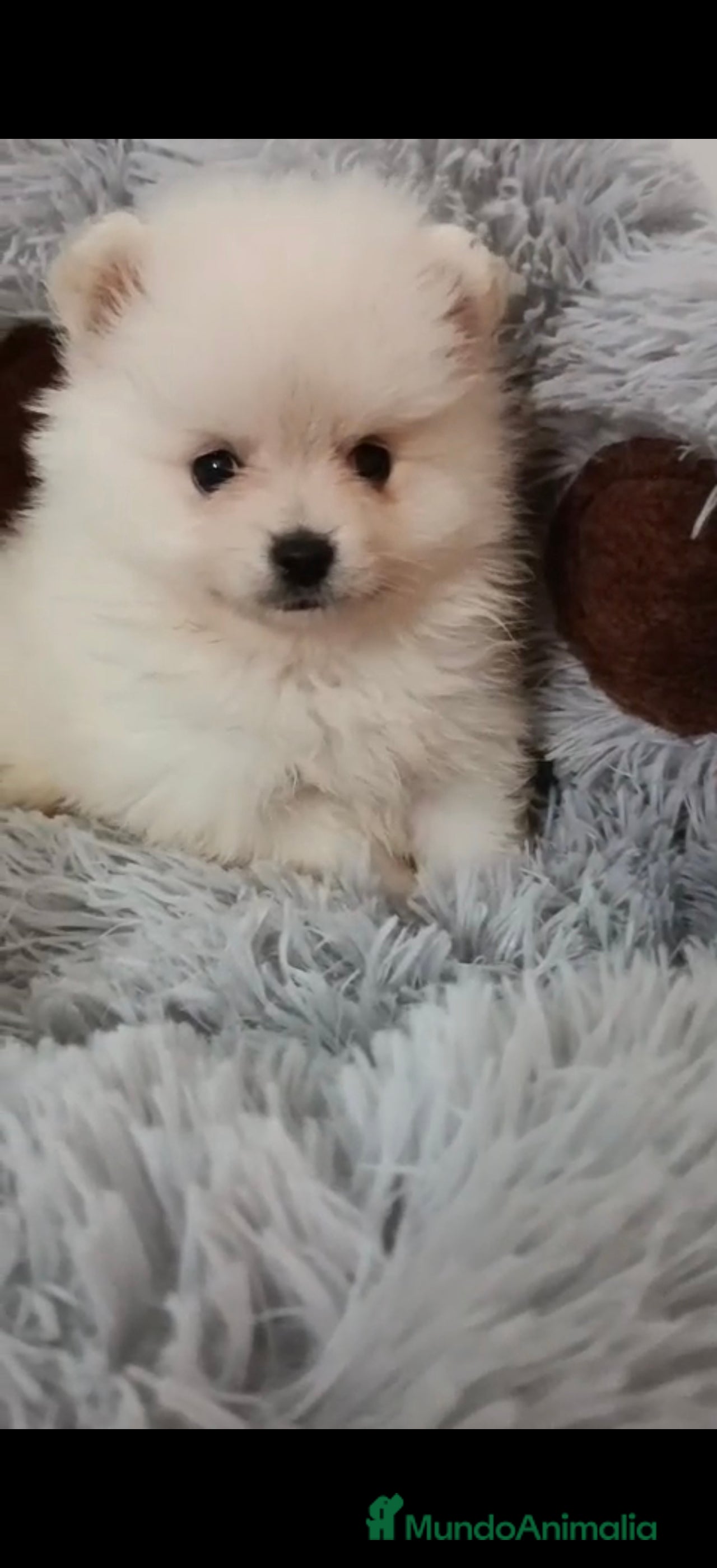 Pomerania perros Camada de Pomerania lista para Reyes - Anuncio 30