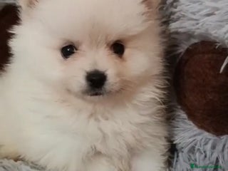 Pomerania perros Camada de Pomerania lista para Reyes - Anuncio 29