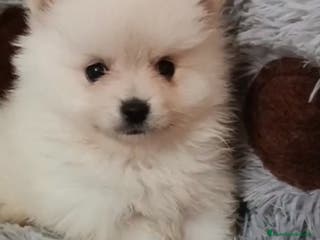 Pomerania perros Camada de Pomerania lista para Reyes - Anuncio 1