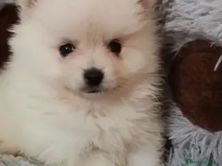 Pomerania perros Camada de Pomerania lista para Reyes - Anuncio 2