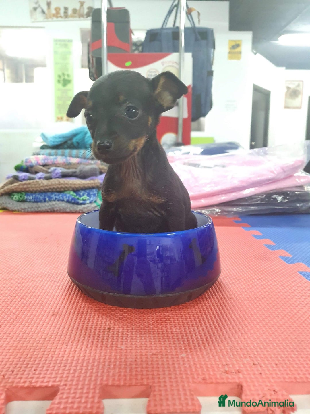 Pinscher Miniatura perros en venta: Pinscher miniatura  - Anuncio 2