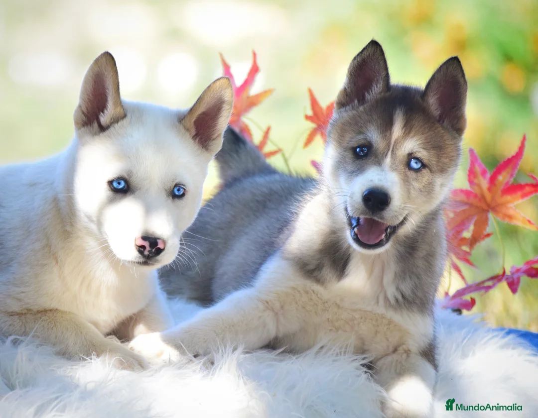 Imagen de galería {{count}}