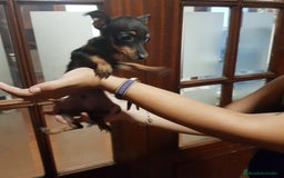 Ratón de Praga perros en venta: Ratón de praga  - Imagen 3