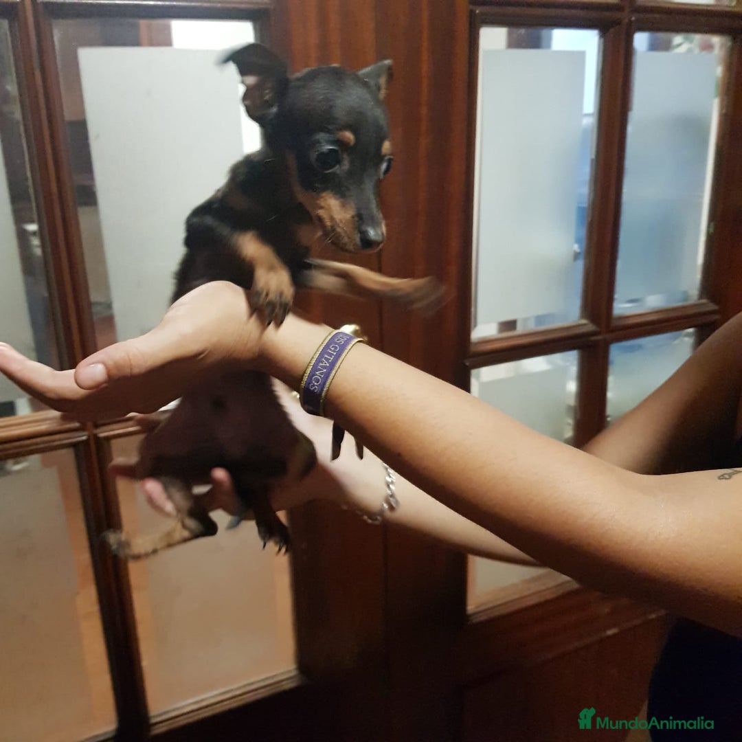 Ratón de Praga perros en venta: Ratón de praga  - Imagen 3