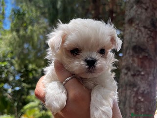 Bichón Maltés perros - Anuncio 20