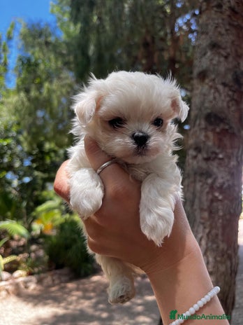Bichón Maltés perros - Anuncio 5