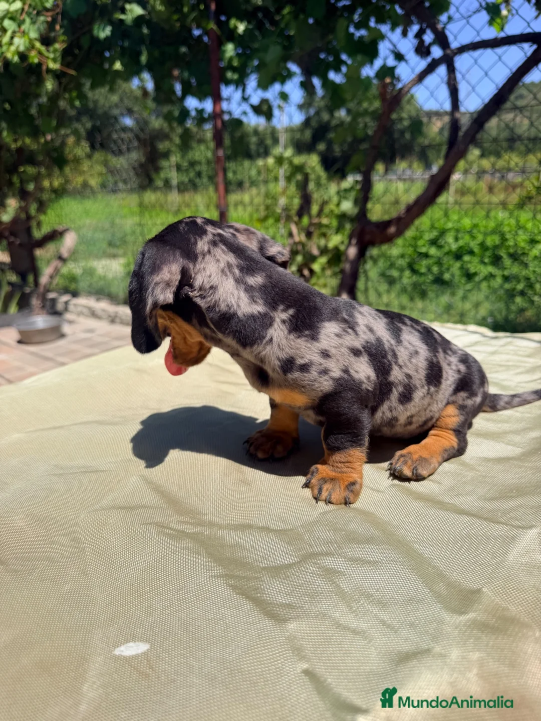 Teckel Miniatura perros en venta: TECKEL ARLEQUÍN PLATA  - Anuncio 6