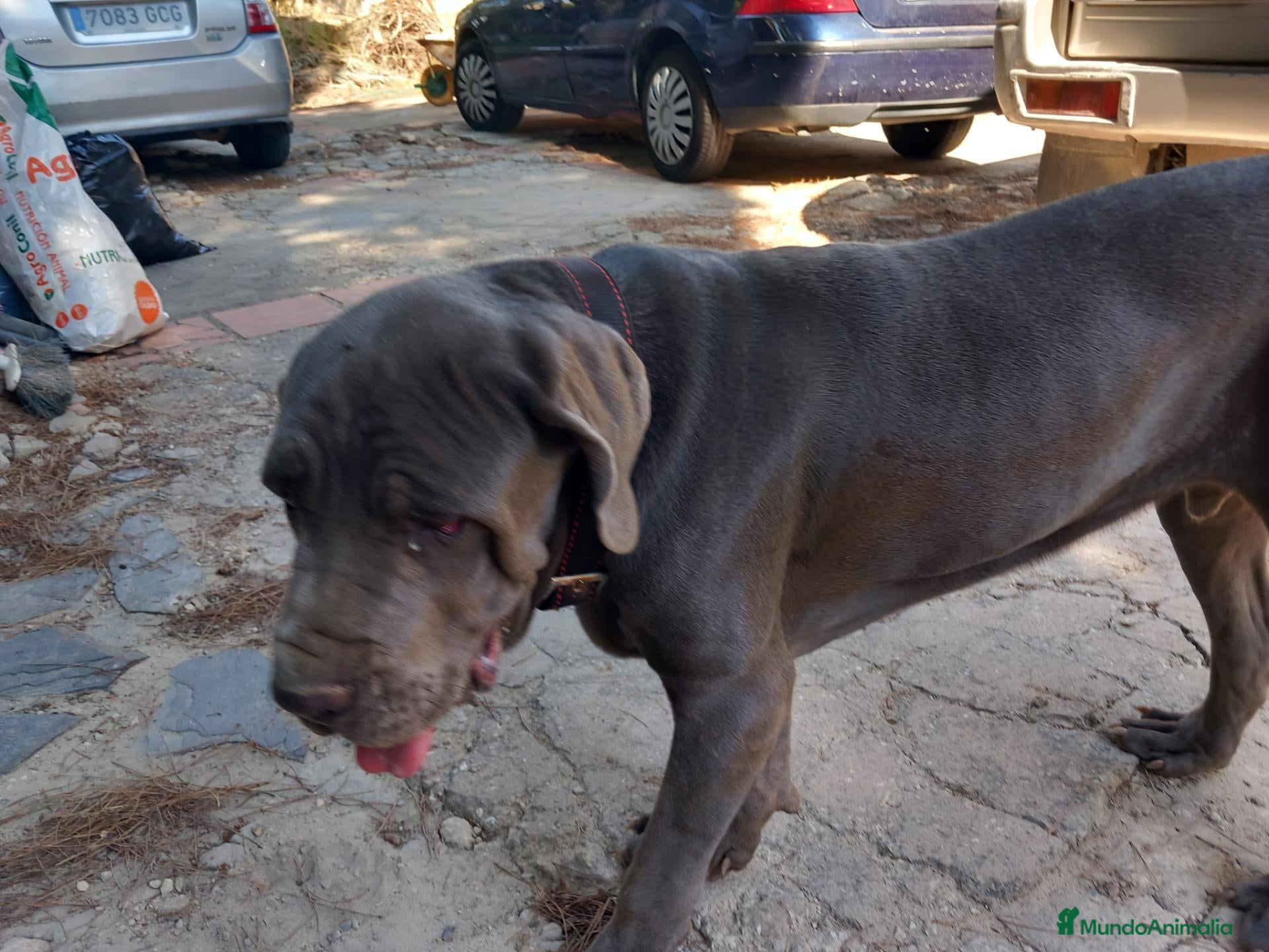 Mastín Napolitano perros en venta: Dogo Mastin Napolitano cachorro - Anuncio 2