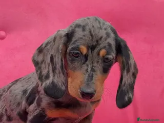 Teckel Miniatura perros Teckel Arlequín plata Macho y Hembra - Anuncio 5