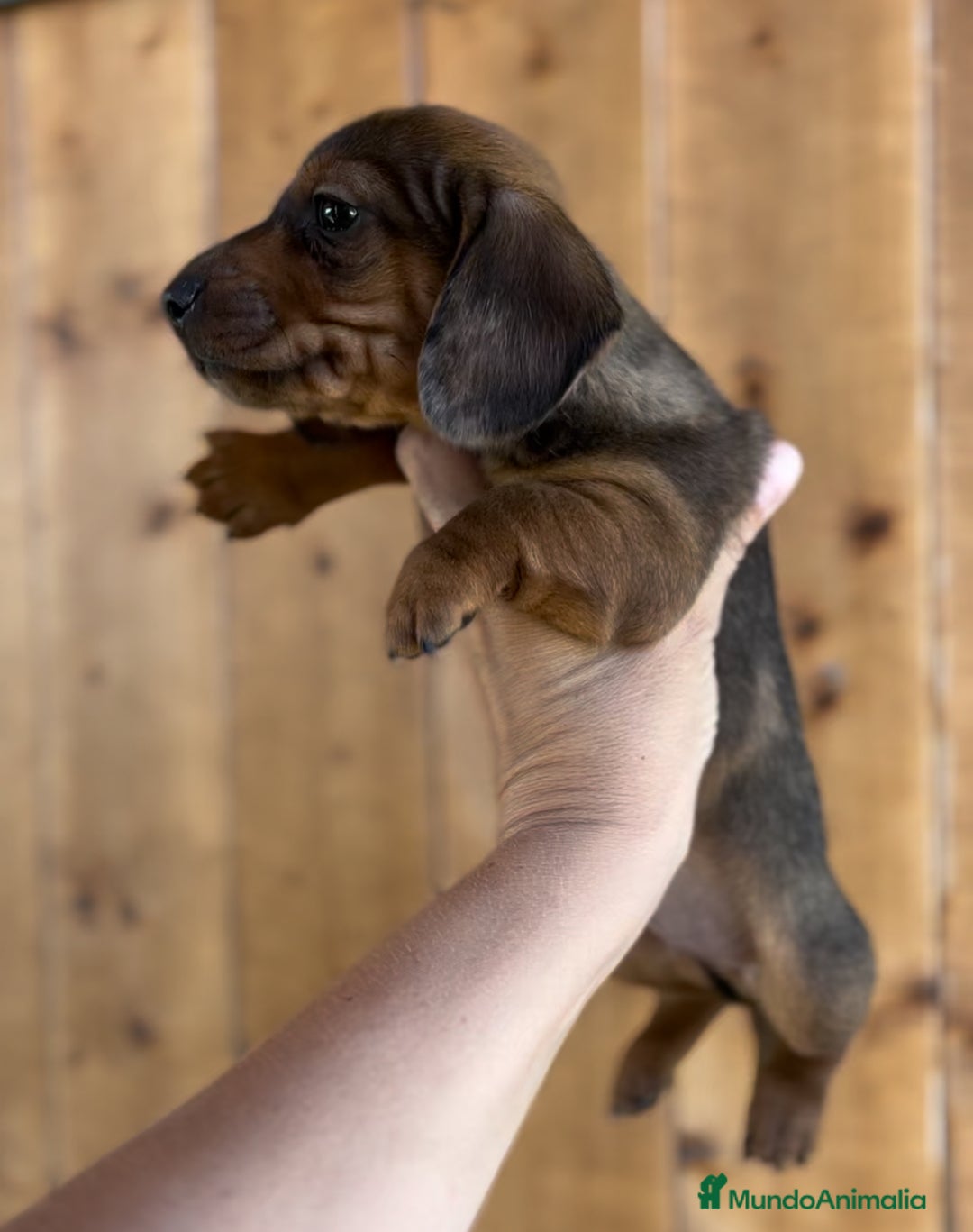 Teckel Miniatura perros en venta: Impresionantes Teckel miniatura  601144783 en Valencia - Imagen 3