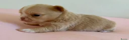 Chihuahua perros en venta: PRECIOSA CHIHUAHUA LÍNEA RUSA CABEZA DE MANZANA  - Anuncio 3