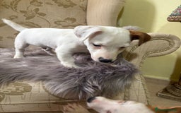 Jack Russell Terrier perros en venta: Cachorros de Jack Russell  - Imagen 19