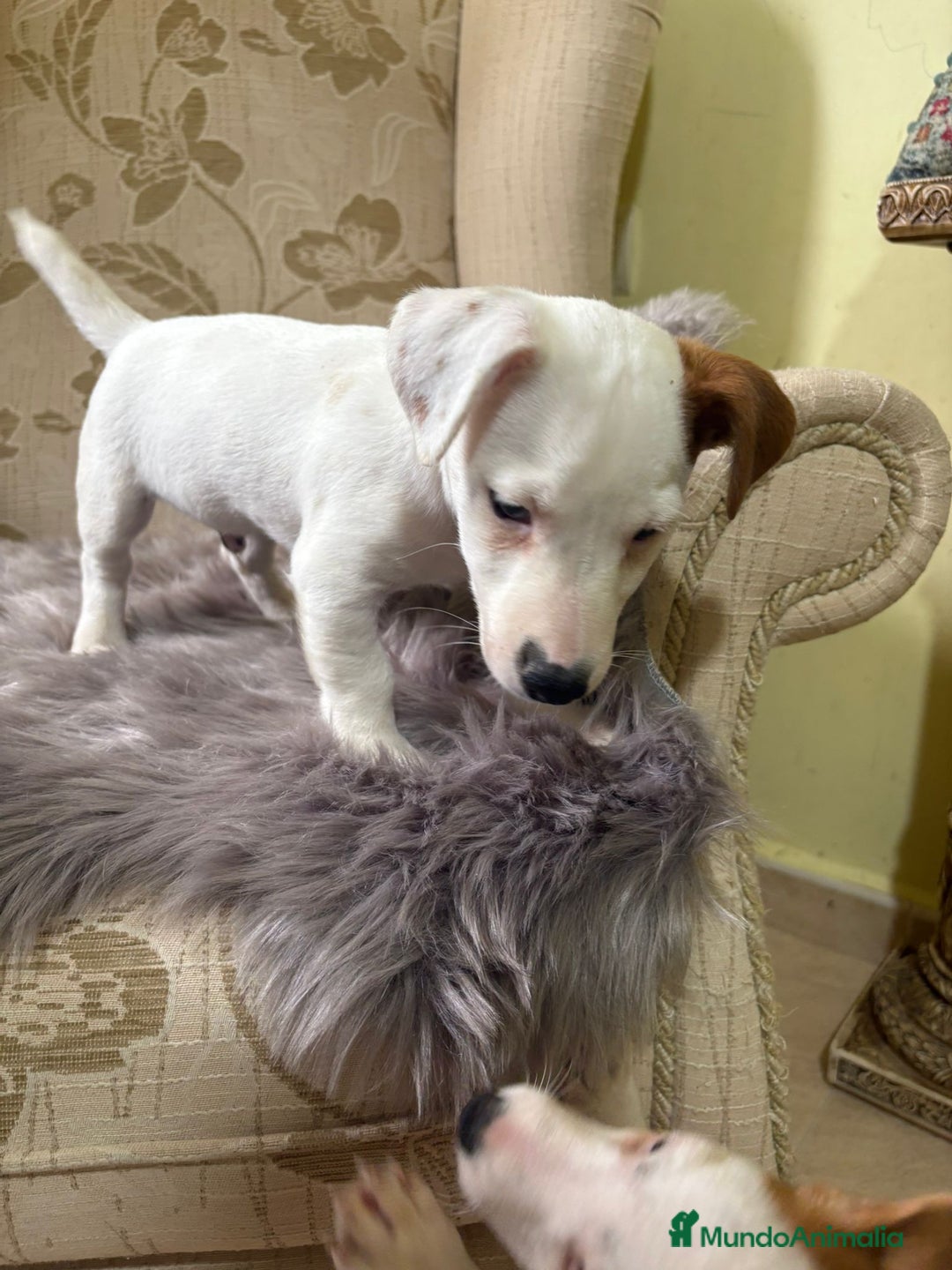 Jack Russell Terrier perros en venta: Cachorros de Jack Russell  - Imagen 19