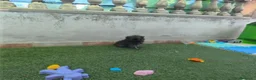Pomerania perros en venta: Cachorros Pomeranian - Anuncio 3