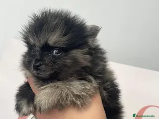 Pomerania perros Pomerania merle súper exclusivo - Anuncio 2