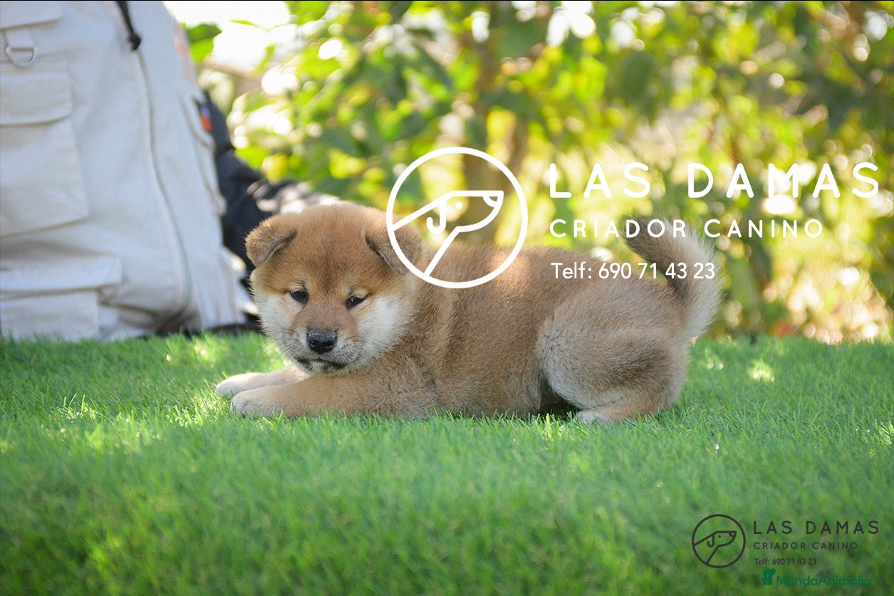 Shiba Inu perros en venta: SHIBA INU PRÓXIMA CAMADA - Anuncio 1