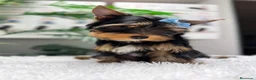 Yorkshire Terrier perros en venta: YORKSHIRE TERRIER  - Anuncio 10