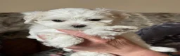 Bichón Maltés perros en venta: BICHON MALTÉS - Anuncio 2