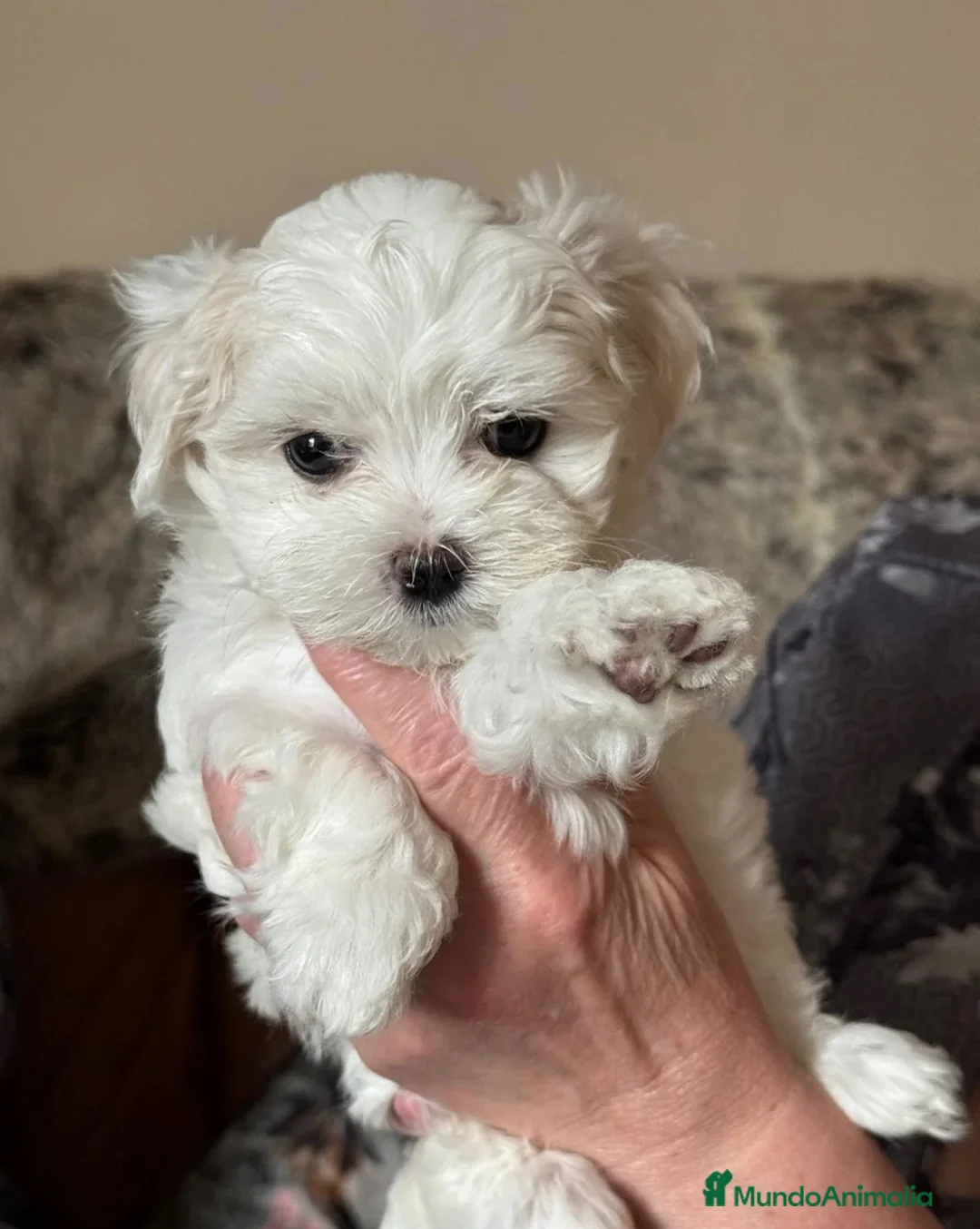 Bichón Maltés perros en venta: BICHON MALTÉS - Anuncio 2