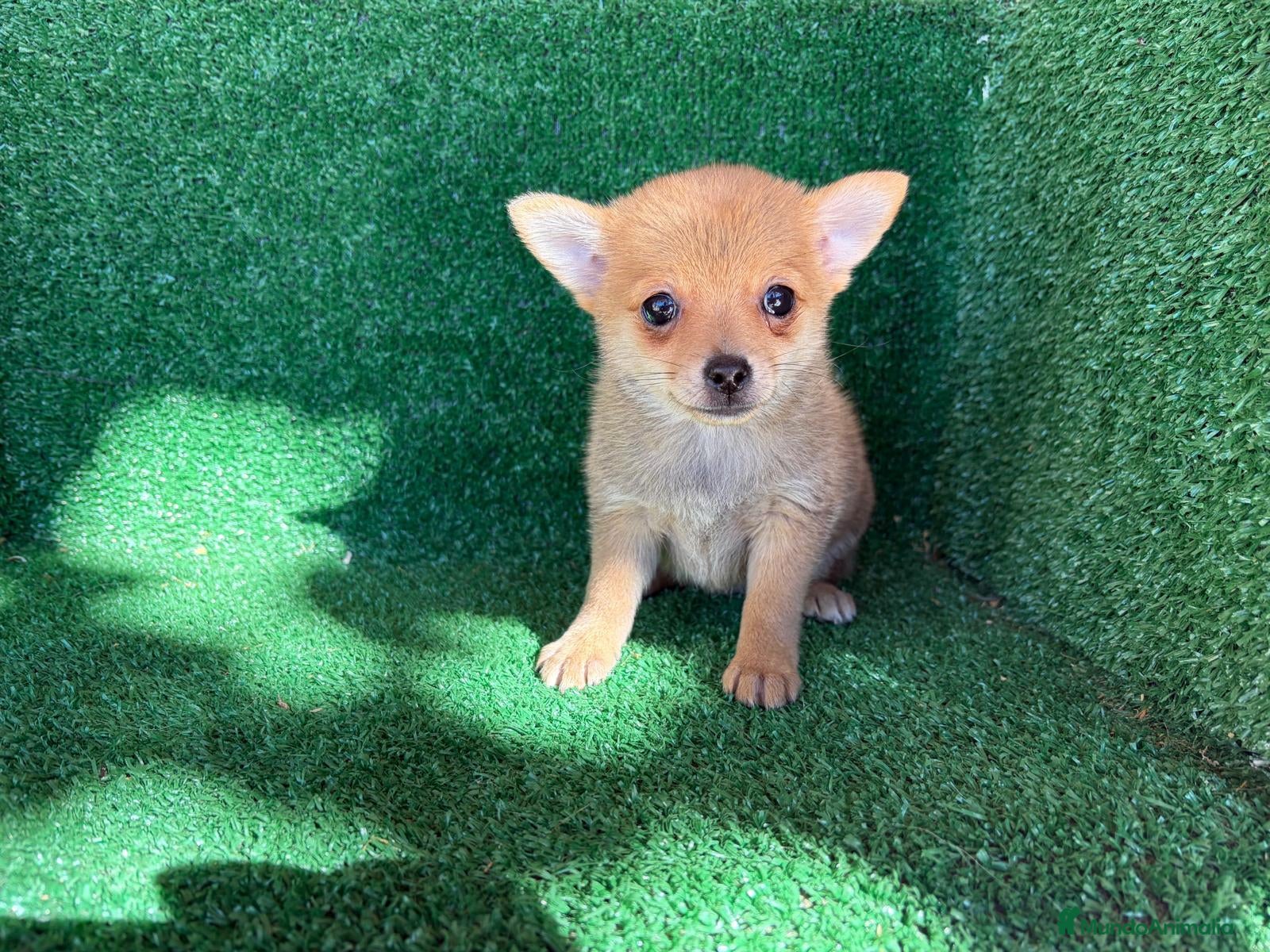 Chihuahua perros chihuahua - Anuncio 2