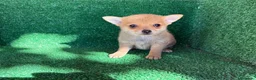 Chihuahua perros en venta: chihuahua - Anuncio 1