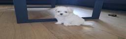 Bichón Maltés perros en venta: Bichon Maltes Micro Toy - Anuncio 4