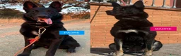 Pastor Belga Malinois perros en venta: Pastor belga  - Anuncio 3